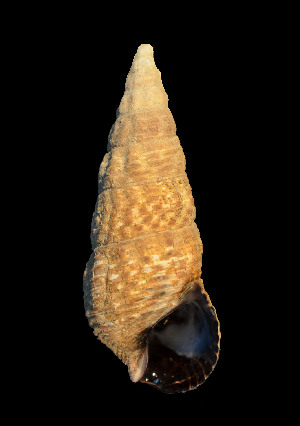  (Batillariidae - MIB1917)  @11 [ ] © Copyright Government of Canada (2017) Unspecified DFO