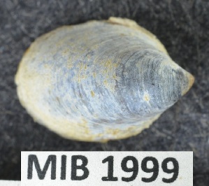  (Crepidula convexa - MIB1999)  @11 [ ] © Copyright Government of Canada (2021) Unspecified Government of Canada