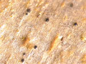  ( - CAP-FUN-032)  @11 [ ] CreativeCommons - Attribution Non-Commercial (2019) Unspecified Norwegian Institute for Nature Research