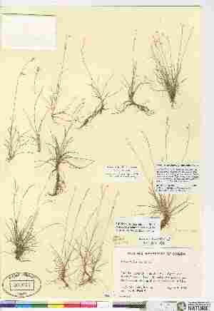  (Carex williamsii - CAN302045)  @11 [ ] Copyright  Canadian Museum of Nature Unspecified