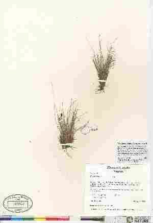  (Carex nardina - CAN589952)  @11 [ ] Copyright  Canadian Museum of Nature Unspecified