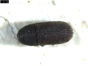  ( - 131460)  @11 [ ] CreativeCommons - Attribution Share-Alike (2025) Mignan Aurore INRAE, URZF