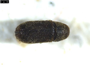  ( - 131461)  @11 [ ] CreativeCommons - Attribution Share-Alike (2025) Mignan Aurore INRAE, URZF