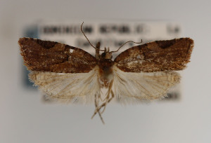  (Argyrotaenia nuezana - KAA_DNA_00007)  @11 [ ] Copyright (2019) John Rawlins Carnegie Museum of Natural History