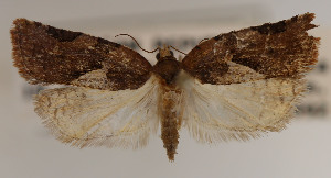  (Argyrotaenia nuezana - KAA_DNA_00008)  @11 [ ] Copyright (2019) John Rawlins Carnegie Museum of Natural History