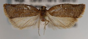  (Argyrotaenia razowskiana - KAA_DNA_00024)  @11 [ ] Copyright (2019) John Rawlins Carnegie Museum of Natural History