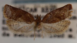  (Argyrotaenia sp. KA - KAA_DNA_00059)  @11 [ ] Copyright (2019) John Rawlins Carnegie Museum of Natural History