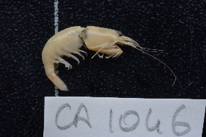  ( - CA1046)  @11 [ ] Copyright (2015) Valentin de Mazancourt Museum national d'histoire naturelle, Paris