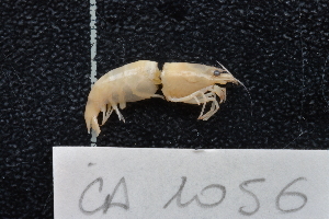  (Caridina lobocensis - CA1056)  @11 [ ] Copyright (2015) Valentin de Mazancourt Museum national d'histoire naturelle, Paris