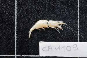  (Caridina variabilis - CA1109)  @14 [ ] Copyright (2015) Valentin de Mazancourt Museum national d'histoire naturelle, Paris