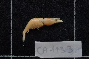  ( - CA1133)  @12 [ ] Copyright (2015) Valentin de Mazancourt Museum national d'histoire naturelle, Paris