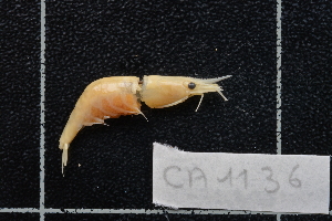  (Caridina sp. nov. Santo - CA1136)  @14 [ ] Copyright (2015) Valentin de Mazancourt Museum national d'histoire naturelle, Paris