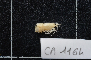  (Caridina nilotica - CA1164)  @11 [ ] Copyright (2015) Valentin de Mazancourt Museum national d'histoire naturelle, Paris