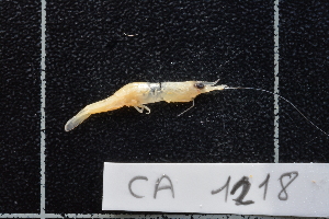  ( - CA1218)  @13 [ ] Copyright (2015) Valentin de Mazancourt Museum national d'histoire naturelle, Paris