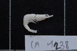  (Caridina cf. gracilirostris - CA1238)  @11 [ ] Copyright (2015) Valentin de Mazancourt Museum national d'histoire naturelle, Paris