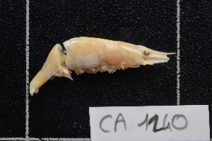  ( - CA1240)  @11 [ ] Copyright (2015) Valentin de Mazancourt Museum national d'histoire naturelle, Paris