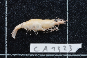  (Caridina variabilirostris - CA1323)  @15 [ ] Copyright (2015) Valentin de Mazancourt Museum national d'histoire naturelle, Paris