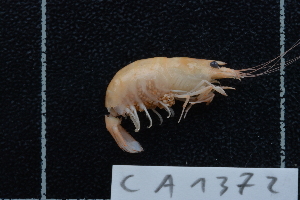  (Caridina rapaensis - CA1372)  @11 [ ] Copyright (2015) Valentin de Mazancourt Museum national d'histoire naturelle, Paris