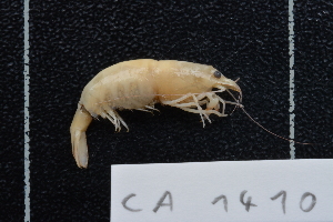  (Caridina tupaia - CA1410)  @11 [ ] Copyright (2015) Valentin de Mazancourt Museum national d'histoire naturelle, Paris