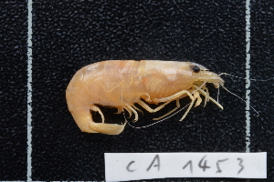  ( - CA1453)  @11 [ ] Copyright (2015) Valentin de Mazancourt Museum national d'histoire naturelle, Paris