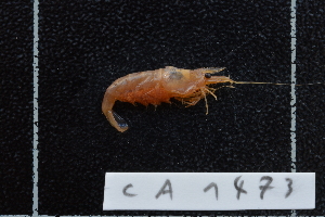  (Caridina cf. serratirostris - CA1473)  @11 [ ] Copyright (2015) Valentin de Mazancourt Museum national d'histoire naturelle, Paris