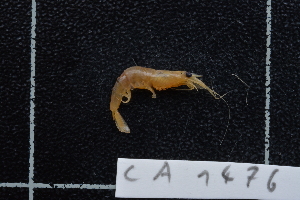  ( - CA1476)  @11 [ ] Copyright (2015) Valentin de Mazancourt Museum national d'histoire naturelle, Paris