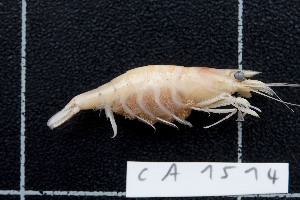  (Caridina mertoni - CA1514)  @11 [ ] Copyright (2016) Valentin de Mazancourt Museum national d'histoire naturelle, Paris
