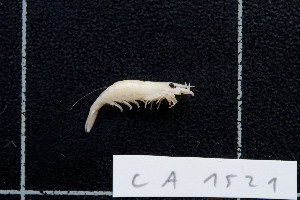  (Caridina barakoma - CA1521)  @11 [ ] Copyright (2016) Valentin de Mazancourt Museum national d'histoire naturelle, Paris