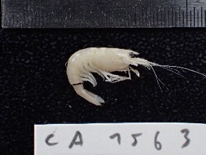  ( - CA1563)  @11 [ ] Copyright (2016) Valentin de Mazancourt Museum national d'histoire naturelle, Paris