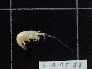  ( - CA1588)  @11 [ ] Copyright (2018) Valentin de Mazancourt Museum national d'histoire naturelle, Paris
