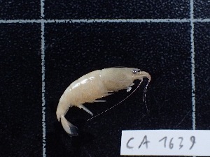  ( - CA1639)  @11 [ ] Copyright (2018) Valentin de Mazancourt Museum national d'histoire naturelle, Paris