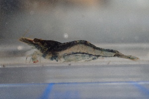  ( - CA1572)  @11 [ ] CreativeCommons - Attribution Share-Alike (2019) Unspecified Museum National d'Histoire Naturelle, Paris