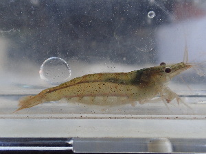  ( - CA1611)  @11 [ ] CreativeCommons - Attribution Share-Alike (2019) Unspecified Museum National d'Histoire Naturelle, Paris