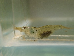  ( - CA1771)  @11 [ ] CreativeCommons - Attribution Share-Alike (2019) Unspecified Museum National d'Histoire Naturelle, Paris