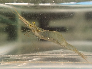  (Caridina meridionalis - CA1726)  @11 [ ] CreativeCommons - Attribution Share-Alike (2019) Unspecified Museum National d'Histoire Naturelle, Paris