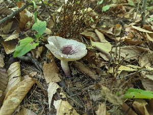  (Russula alachuana - CCDB-42548-B01)  @11 [ ] CreativeCommons - Attribution Non-Commercial Share-Alike (2023) W.D. Van Hemessen Western University