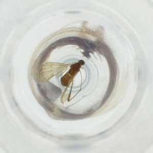  ( - CARR_001_D2)  @11 [ ] by  Genome Research Ltd as Wellcome Sanger Institute Genome Research Limited operating as Wellcome Sanger Institute