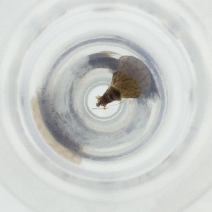  ( - CARR_001_E7)  @11 [ ] by  Genome Research Ltd as Wellcome Sanger Institute Genome Research Limited operating as Wellcome Sanger Institute