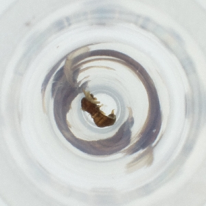  ( - CARR_003_F5)  @11 [ ] by  Genome Research Ltd as Wellcome Sanger Institute Genome Research Limited operating as Wellcome Sanger Institute