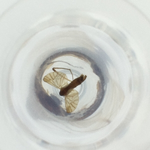  ( - MOZZ00000836A_G6)  @11 [ ] by  Genome Research Ltd as Wellcome Sanger Institute Genome Research Limited operating as Wellcome Sanger Institute