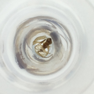  ( - MOZZ00000860A_B7)  @11 [ ] by  Genome Research Ltd as Wellcome Sanger Institute Genome Research Limited operating as Wellcome Sanger Institute