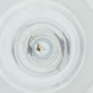  ( - MOZZ00000978A_B5)  @11 [ ] by  Genome Research Ltd as Wellcome Sanger Institute Genome Research Limited operating as Wellcome Sanger Institute