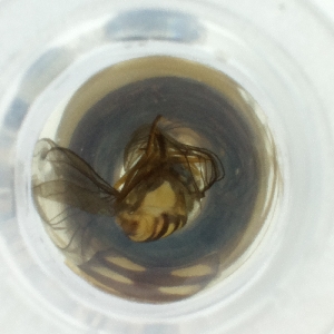  ( - MOZZ00000979A_A6)  @11 [ ] by  Genome Research Ltd as Wellcome Sanger Institute Genome Research Limited operating as Wellcome Sanger Institute