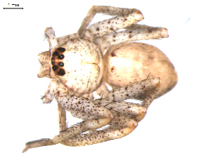  (Heteropoda venatoria - BIOUG00524-C01)  @13 [ ] Copyright  G. Blagoev 2010 Unspecified