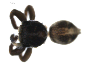  (Agobardus - PCANA2-D06)  @12 [ ] CreativeCommons - Attribution (2010) CBG Photography Group Centre for Biodiversity Genomics