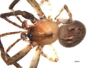  ( - PCANA2-D10)  @12 [ ] CreativeCommons - Attribution (2010) CBG Photography Group Centre for Biodiversity Genomics