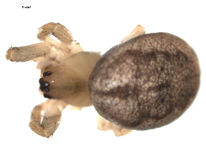  ( - PCANA2-F07)  @12 [ ] CreativeCommons - Attribution (2010) CBG Photography Group Centre for Biodiversity Genomics