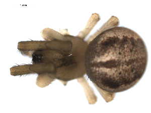  ( - PCANA2-F08)  @12 [ ] CreativeCommons - Attribution (2010) CBG Photography Group Centre for Biodiversity Genomics