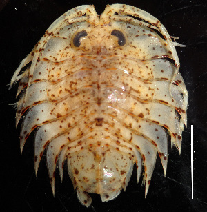  (Acanthoserolis - MACN-Cru 00001)  @11 [ ] Unspecified (default): All Rights Reserved  Unspecified Unspecified