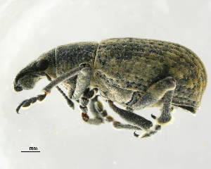  (Cneorhinus - GR0803)  @11 [ ] c (2025) Vasily Grebennikov CFIA
